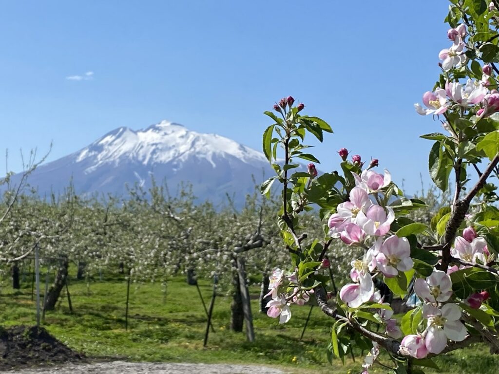 弘前 りんご公園 桜のあとは りんごの花 そしてアップルパイ 旅とアロマ