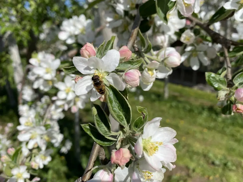 弘前 りんご公園 桜のあとは りんごの花 そしてアップルパイ 旅とアロマ