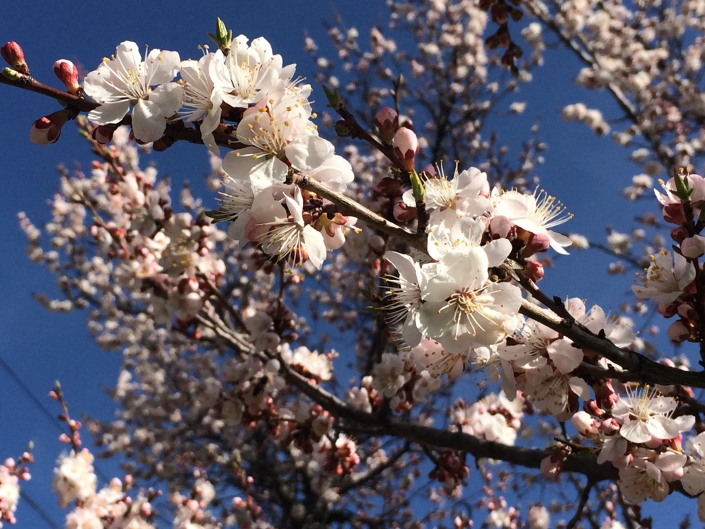 f:id:monteverde-aroma:20180325140224j:plain f:id:monteverde-aroma:20180325140224j:plain
