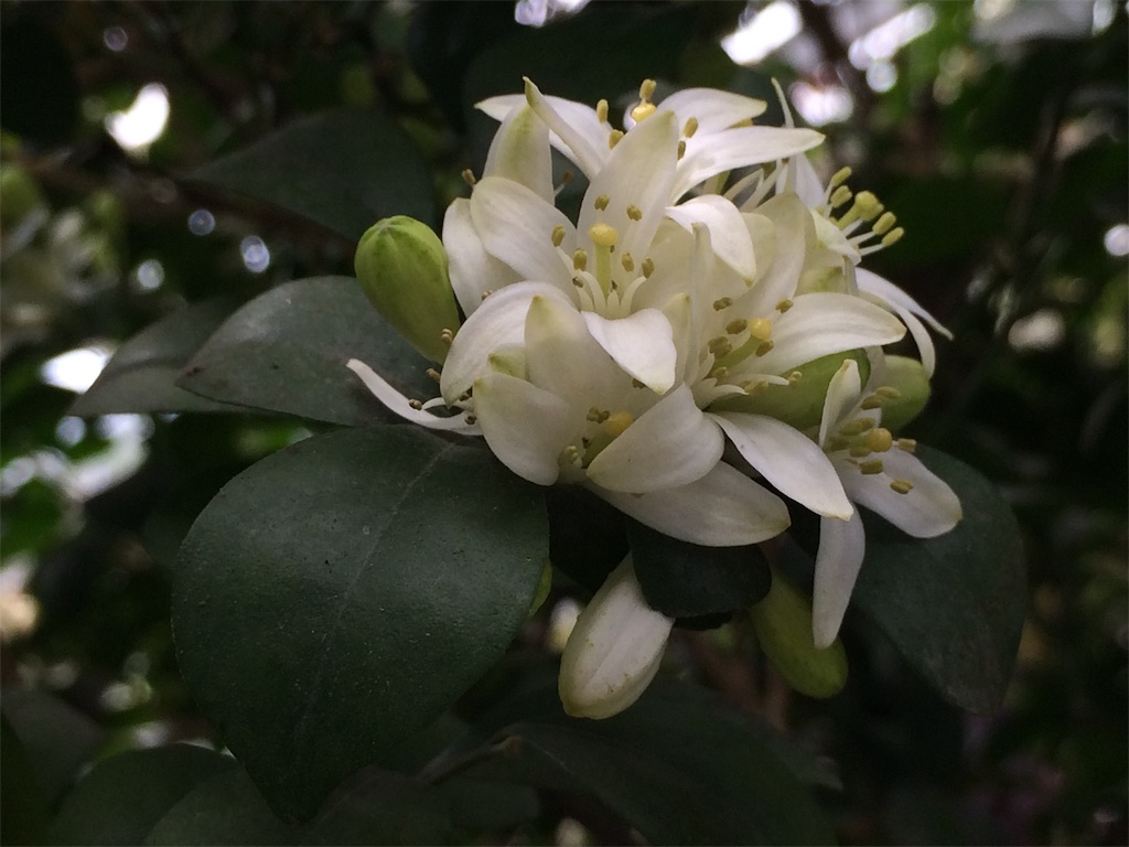 f:id:monteverde-aroma:20190616064538j:plain f:id:monteverde-aroma:20190616064538j:plain