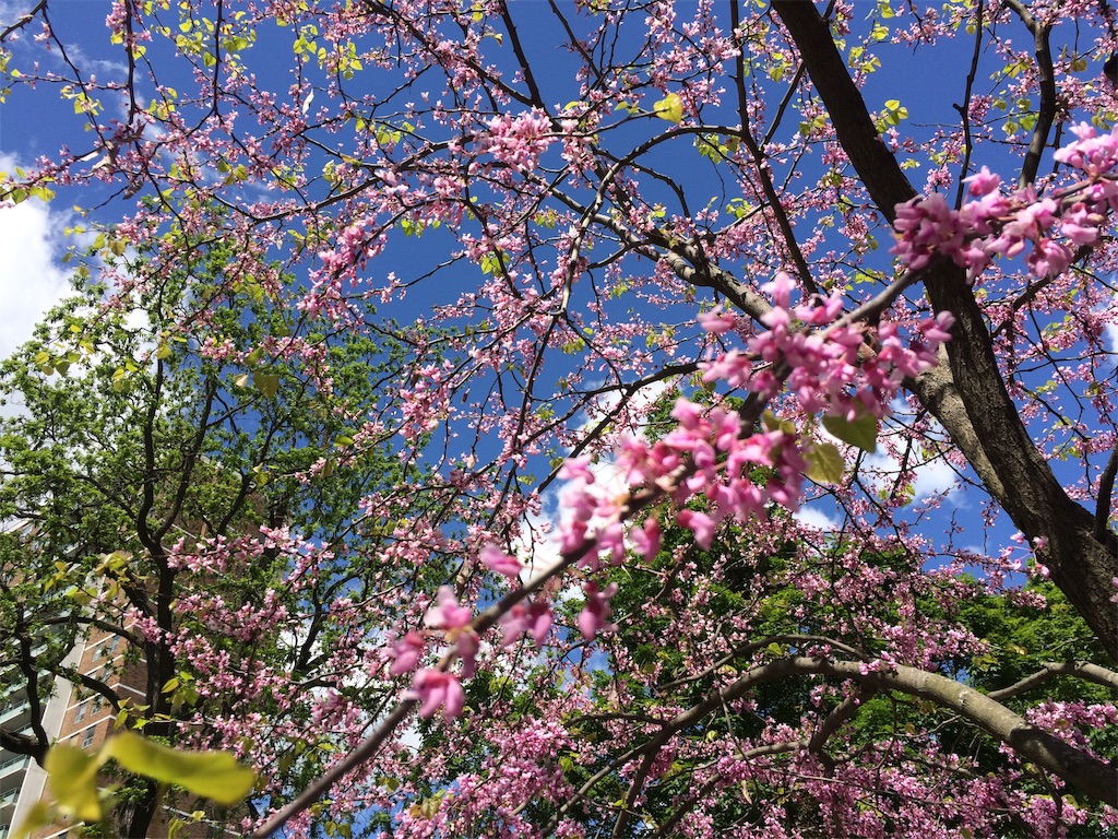 f:id:monteverde-aroma:20190616064750j:plain f:id:monteverde-aroma:20190616064750j:plain