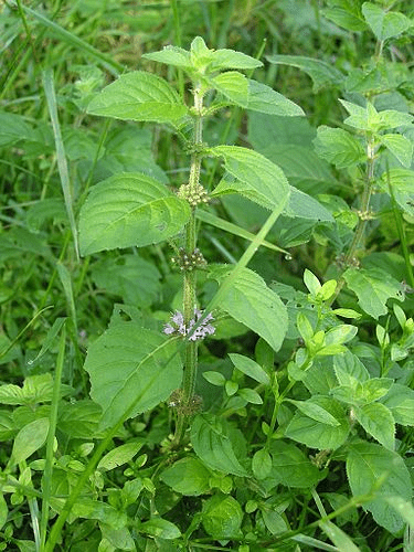 f:id:monteverde-aroma:20190708091319p:plain f:id:monteverde-aroma:20190708091319p:plain