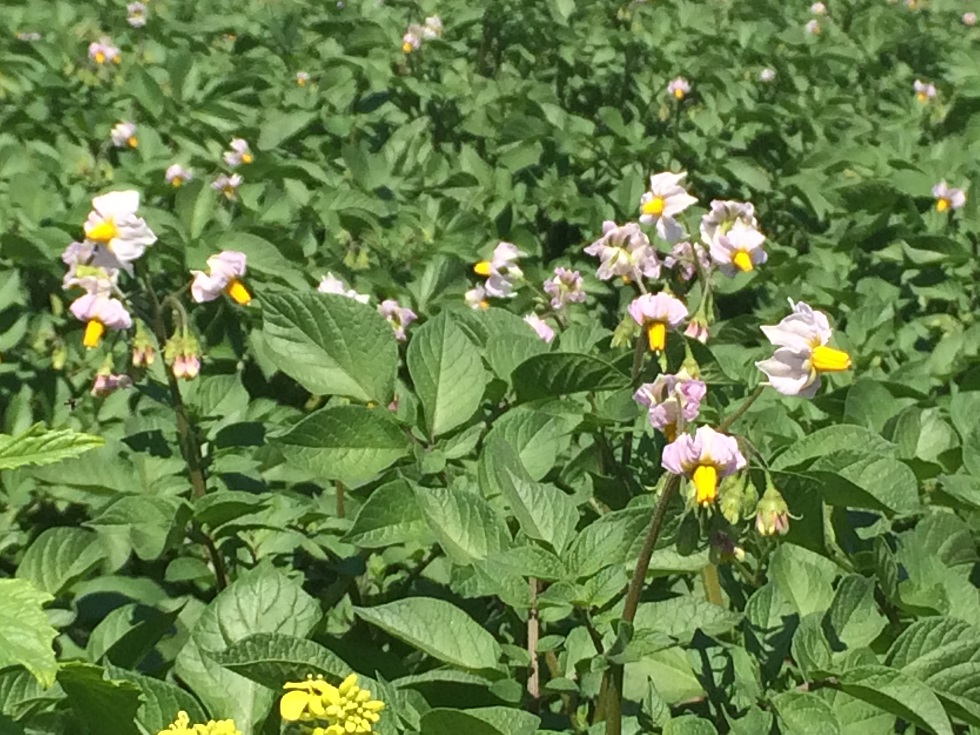 f:id:monteverde-aroma:20190714070121j:plain f:id:monteverde-aroma:20190714070121j:plain