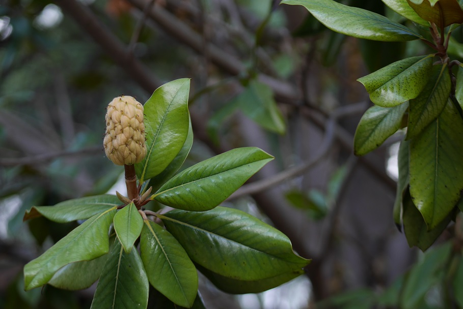 f:id:monteverde-aroma:20191024090720j:plain f:id:monteverde-aroma:20191024090720j:plain