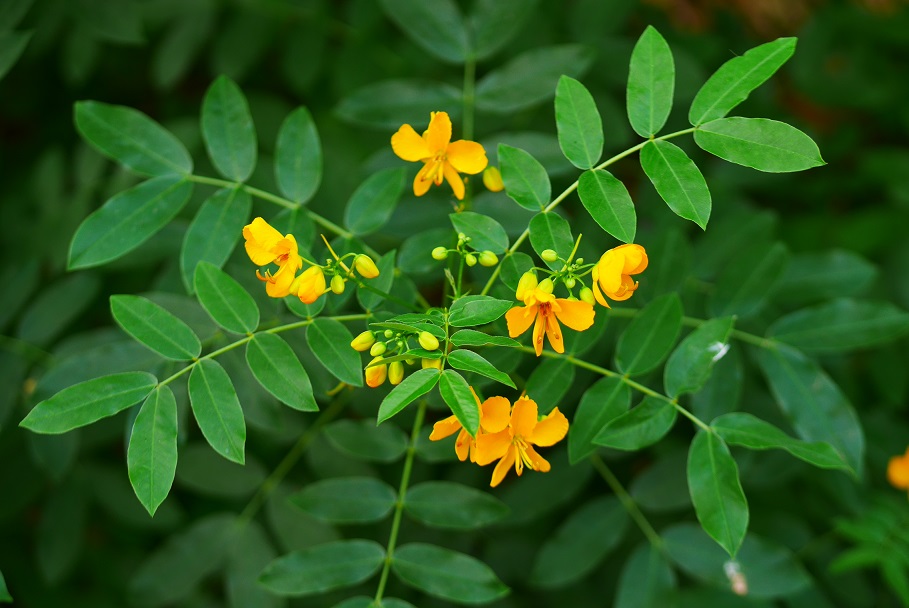 f:id:monteverde-aroma:20191024090947j:plain f:id:monteverde-aroma:20191024090947j:plain