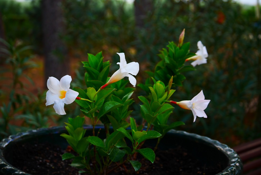f:id:monteverde-aroma:20191024091119j:plain f:id:monteverde-aroma:20191024091119j:plain