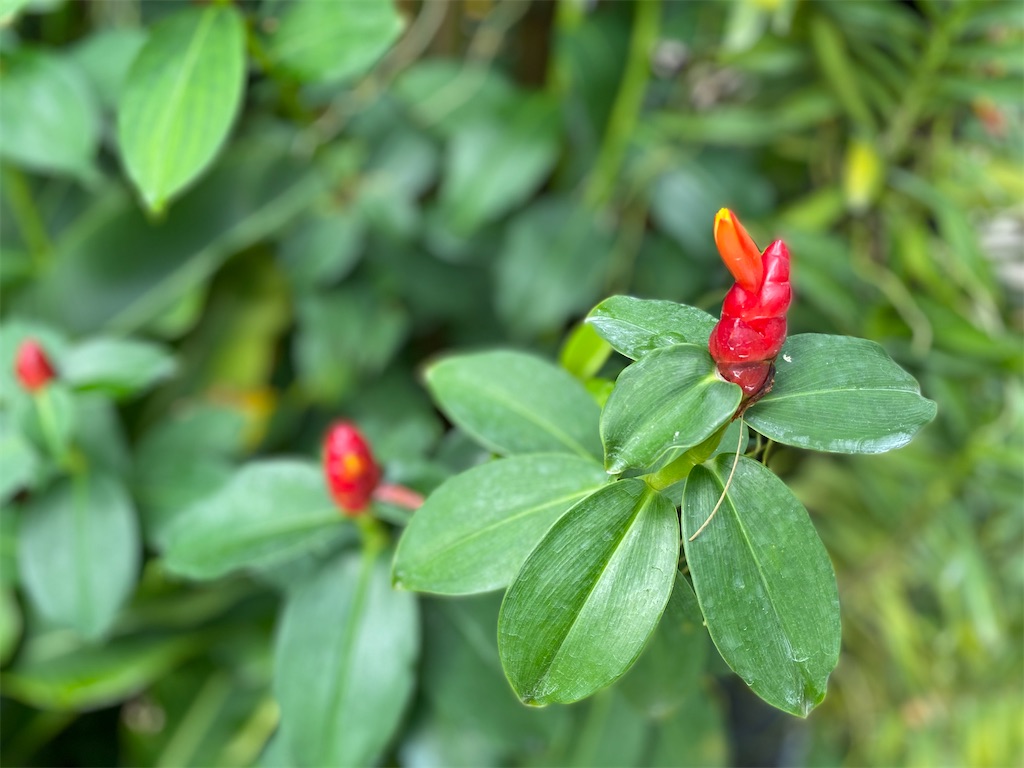f:id:monteverde-aroma:20200216075029j:image