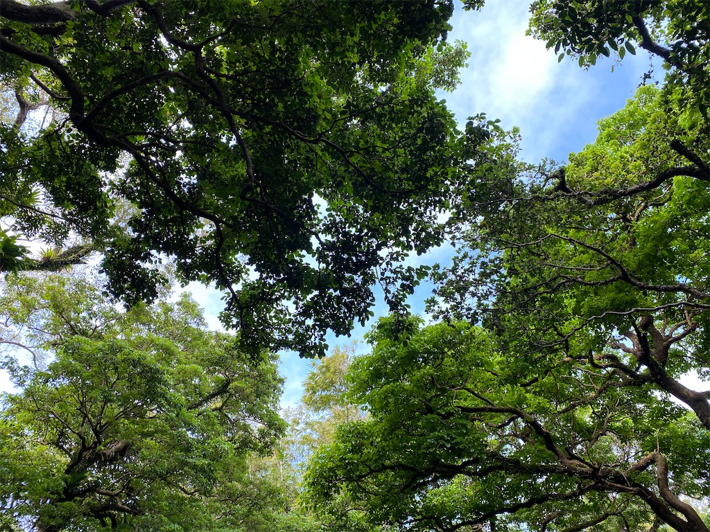 f:id:monteverde-aroma:20200405075719j:plain