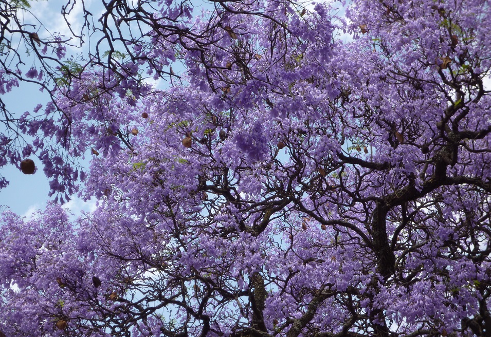 f:id:monteverde-aroma:20200406094150j:plain f:id:monteverde-aroma:20200406094150j:plain
