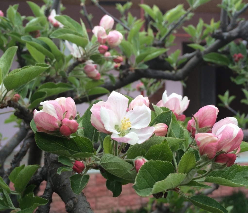 f:id:monteverde-aroma:20200413143107j:plain f:id:monteverde-aroma:20200413143107j:plain