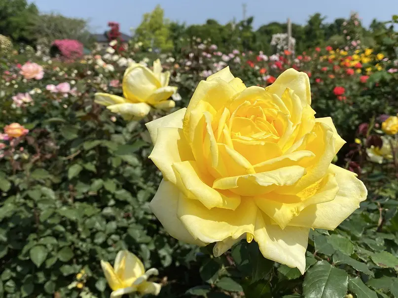 ５月の京成バラ園 スプリングフェスティバル リラックス効果が期待できるバラの香り 旅とアロマ